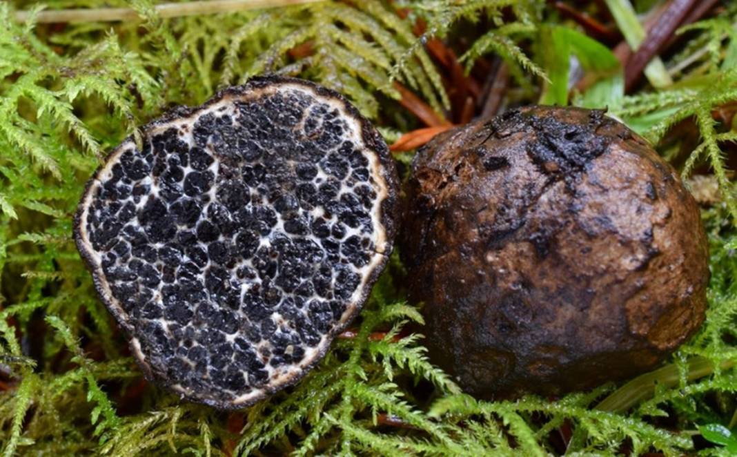 İlk kez keşfedildi: Dünyada sadece o kentimizde yetişiyor! Meğer ağaçların altındaymış, bugüne kadar fark edilmemiş 8
